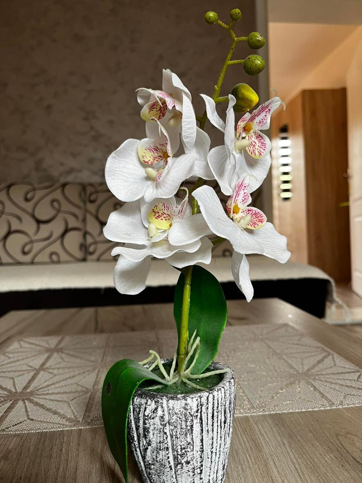 Apartmani Nikolic Višegrad Cameră foto